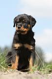 ROTTWEILER 194